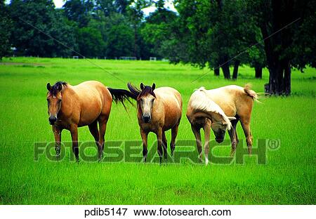 day, farm land, animal, field, field, plain, horse View Large Photo Image Stock Photo - day, farm land, animal, field, field, plain, horse. Fotosearch
