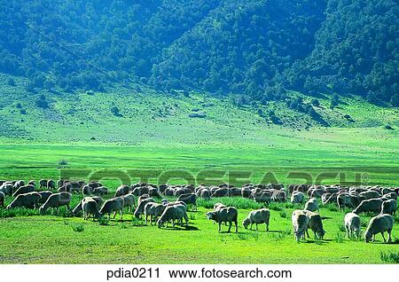 day, farm land, animal, field, plain, ranch, stock farm View Large Photo Image Stock Image - day, farm land, animal, field, plain, ranch, stock farm. Fotosearch