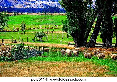 domestic animals, day, farm land, New Zealand, animal, field, field View Large Photo Image Picture - domestic animals, day, farm land, New Zealand, animal, field, field. Fotosearch