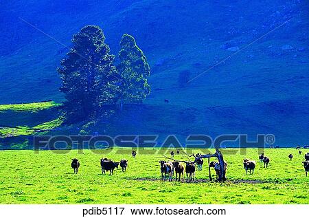 domestic animals, day, farm land, New Zealand, animal, field, field View Large Photo Image Stock Photo - domestic animals, day, farm land, New Zealand, animal, field, field. Fotosearch