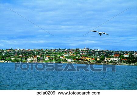 gull, day, New Zealand, village, town, outdoor View Large Photo Image Stock Photo - gull, day, New Zealand, village, town, outdoor. Fotosearch