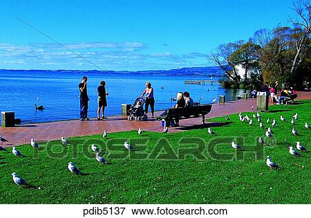 gull, park, day, New Zealand, animal, Rotorua, Rotorua lake side View Large Photo Image Stock Photo - gull, park, day, New Zealand, animal, Rotorua, Rotorua lake side. Fotosearch