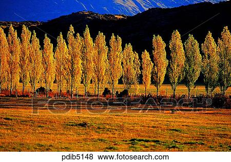 street tree, autumn, autumn, season, tree, day, New Zealand View Large Photo Image Stock Photo - street tree, autumn, autumn, season, tree, day, New Zealand. Fotosearch