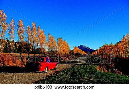 street tree, autumn, season, road, tree, day, New Zealand View Large Photo Image Stock Image - street tree, autumn, season, road, tree, day, New Zealand. Fotosearch