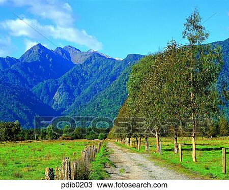 street tree, road, tree, day, farm land, New Zealand, ranch View Large Photo Image Stock Image - street tree, road, tree, day, farm land, New Zealand, ranch. Fotosearch