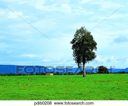 tree, day, farm land, New Zealand, field, field, plain View Large Photo Image Stock Photo - tree, day, farm land, New Zealand, field, field, plain. Fotosearch