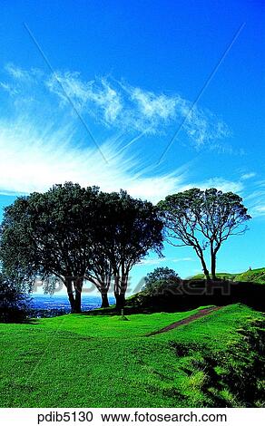 tree, day, New Zealand, MtEden, Eden Mountain, outdoor View Large Photo Image Stock Image - tree, day, New Zealand, MtEden, Eden Mountain, outdoor. Fotosearch