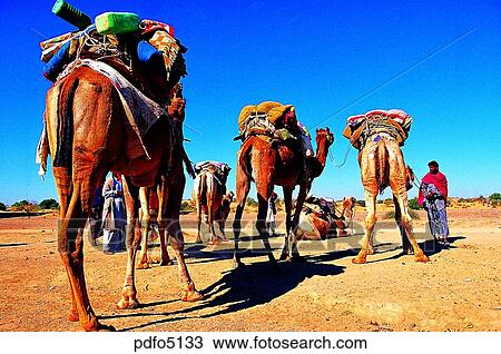 sightseeing, tourism, camel, Southern Asia, Taiwan, Eastern Asia, field View Large Photo Image Stock Image - sightseeing, tourism, camel, Southern Asia, Taiwan, Eastern Asia, field. Fotosearch