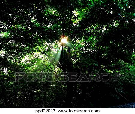 calm, tree, dazzling, glaring, blinding, wood View Large Photo Image Stock Photo - calm, tree, dazzling, glaring, blinding, wood. Fotosearch