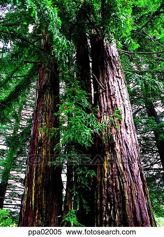 fruit, tree, several stumps, some trees, plants, 0240 View Large Photo Image Stock Photography - fruit, tree, several stumps, some trees, plants, 0240. Fotosearch