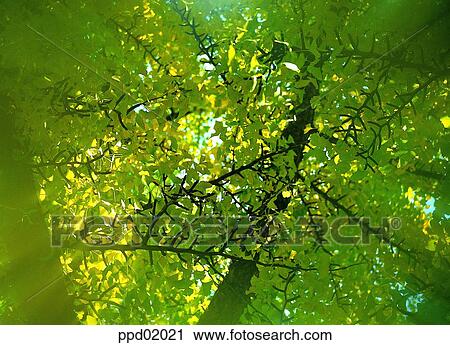 gingko leaf, yellow leaves, gingko tree, gingko nut, plants, autumn View Large Photo Image Stock Image - gingko leaf, yellow leaves, gingko tree, gingko nut, plants, autumn. Fotosearch