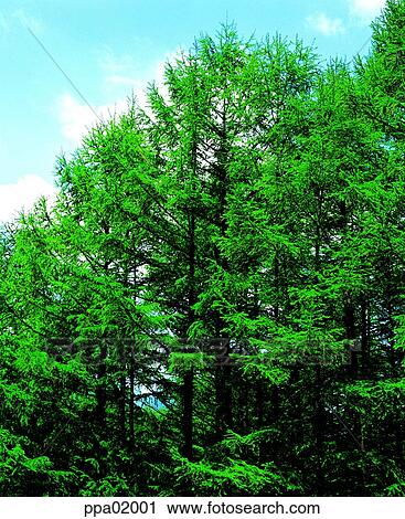 leafy shade plants, tree, tree, arbor, forest tree, 0232 View Large Photo Image Stock Image - leafy shade plants, tree, tree, arbor, forest tree, 0232. Fotosearch