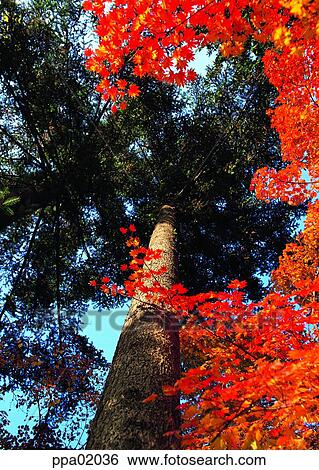 maple, autumn, tree, autumn, autumn maple, maple tree, 0336 View Large Photo Image Stock Photograph - maple, autumn, tree, autumn, autumn maple, maple tree, 0336. Fotosearch