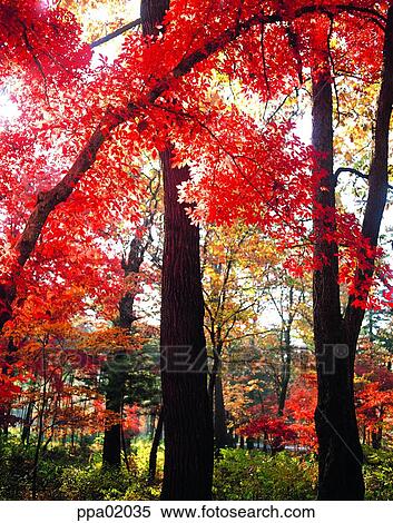 Stock Photography - maple, autumn, tree, autumn, autumn maple, maple tree, 0334. Fotosearch