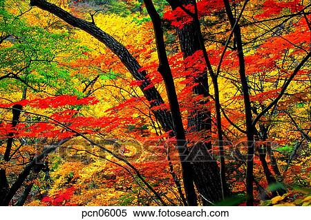 Stock Photography - maple, autumn wood, fallen leaves, tree, autumn, red leaves, autumn. Fotosearch