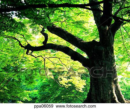 old tree, aged tree, old tree, aged tree and sun, sunlight, sunshine, tree View Large Photo Image Stock Photo - old tree, aged tree, old tree, aged tree and sun, sunlight, sunshine, tree. Fotosearch