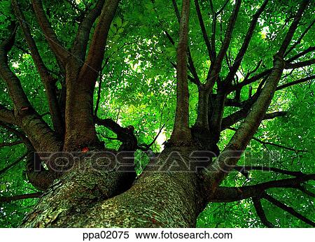 Stock Photography - old tree, aged tree, pole, tree, zelkova tree plants, thick. Fotosearch