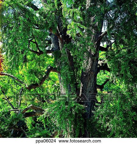 old tree, aged tree, tree, plants, gingko nut, gingko tree View Large Photo Image Picture - old tree, aged tree, tree, plants, gingko nut, gingko tree. Fotosearch