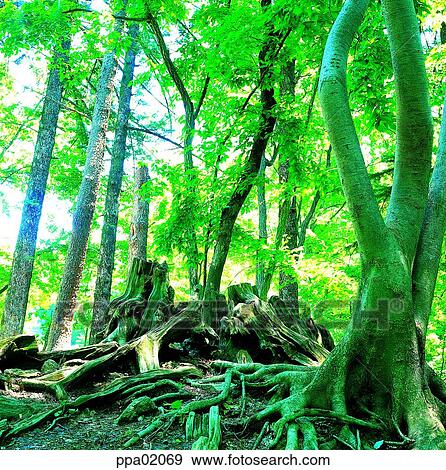 old tree, aged tree, tree, tree vine, bine, tree trunk, vine View Large Photo Image Stock Photo - old tree, aged tree, tree, tree vine, bine, tree trunk, vine. Fotosearch