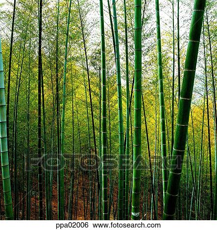 plants, tree, bamboo wood, bamboo, bamboo, 0241 View Large Photo Image Stock Photograph - plants, tree, bamboo wood, bamboo, bamboo, 0241. Fotosearch