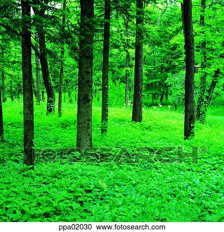 plants, tree, forest, wood, leafy shade, 0231 View Large Photo Image Stock Image - plants, tree, forest, wood, leafy shade, 0231. Fotosearch