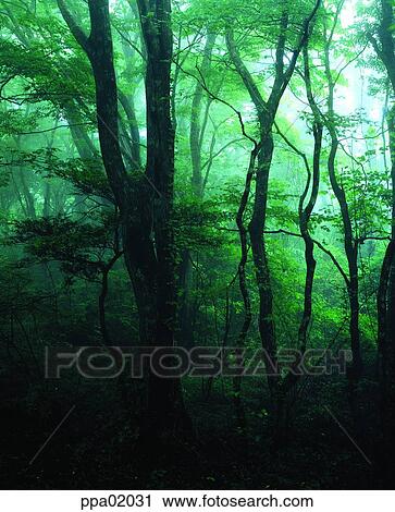 Stock Image - plants, tree, forest, wood, wood, 0235. Fotosearch