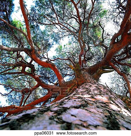 pole, tree, bark, pine, pine tree, plants View Large Photo Image Stock Image - pole, tree, bark, pine, pine tree, plants. Fotosearch