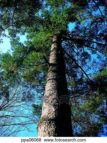 pole, tree, plants, upper part, nature, landscape View Large Photo Image Stock Photo - pole, tree, plants, upper part, nature, landscape. Fotosearch
