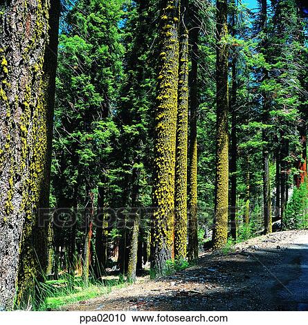 several stumps, tree, some trees, plants, moss, 0245 View Large Photo Image Stock Image - several stumps, tree, some trees, plants, moss, 0245. Fotosearch