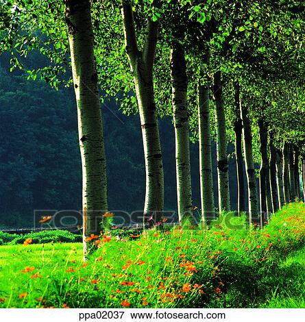 some trees, street-tree and cosmos, plants, poplar, tree, 0337 View Large Photo Image Stock Photo - some trees, street-tree and cosmos, plants, poplar, tree, 0337. Fotosearch