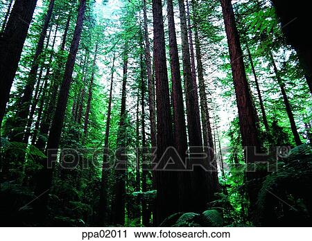 some trees, tree, plants, wood, leafy shade, 0246 View Large Photo Image Stock Image - some trees, tree, plants, wood, leafy shade, 0246. Fotosearch