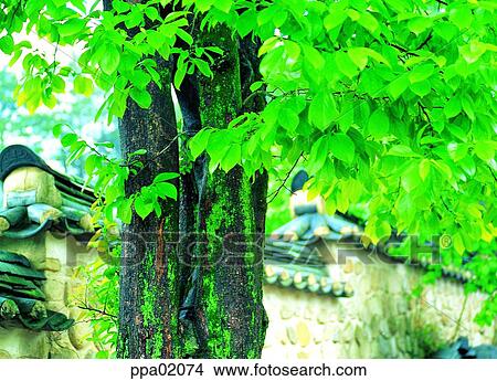 stone wall, tile, wall, tree, tile and tree, antique style View Large Photo Image Picture - stone wall, tile, wall, tree, tile and tree, antique style. Fotosearch