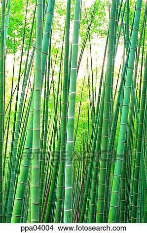 straight, tree, bamboo, bamboo, bamboo wood, plants View Large Photo Image Picture - straight, tree, bamboo, bamboo, bamboo wood, plants. Fotosearch