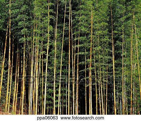 straight, tree, bamboo, bamboo, bamboo wood, plants View Large Photo Image Stock Image - straight, tree, bamboo, bamboo, bamboo wood, plants. Fotosearch