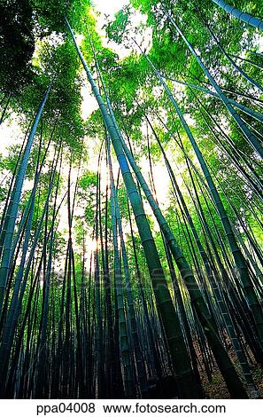 straight, tree, bamboo, bamboo, bamboo wood, plants View Large Photo Image Stock Photo - straight, tree, bamboo, bamboo, bamboo wood, plants. Fotosearch