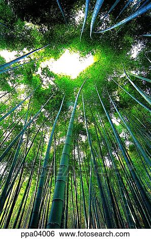 straight, tree, bamboo, bamboo, bamboo wood, plants View Large Photo Image Stock Photograph - straight, tree, bamboo, bamboo, bamboo wood, plants. Fotosearch