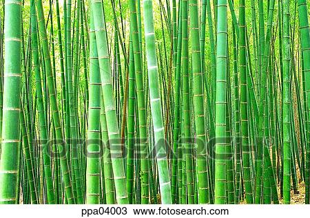 straight, tree, Damyang, bamboo, bamboo, bamboo wood View Large Photo Image Stock Image - straight, tree, Damyang, bamboo, bamboo, bamboo wood. Fotosearch
