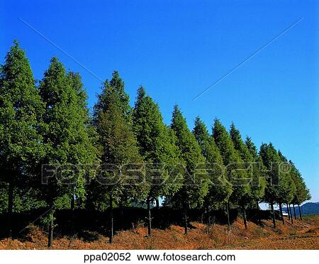 Stock Image - street-tree, tree, plants, some trees, several stumps, nature. Fotosearch