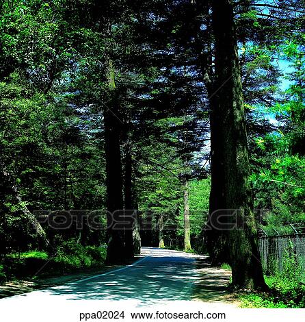 Picture - street-tree, tree, promenate, walk, wood, plants. Fotosearch