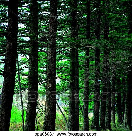 street-tree, tree, wood, pine, pine tree, plants View Large Photo Image Stock Photo - street-tree, tree, wood, pine, pine tree, plants. Fotosearch