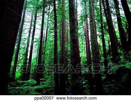 thick, tree, plants, wood, leafy shade, 0242 View Large Photo Image Stock Photo - thick, tree, plants, wood, leafy shade, 0242. Fotosearch