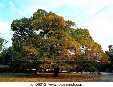 tree, autumn, aged tree, old tree, autumn, fallen leaves, autumn View Large Photo Image Stock Image - tree, autumn, aged tree, old tree, autumn, fallen leaves, autumn. Fotosearch