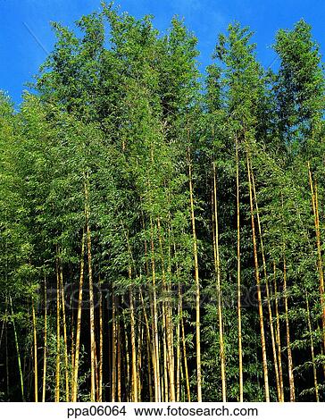 tree, bamboo, bamboo, bamboo wood, plants, nature View Large Photo Image Picture - tree, bamboo, bamboo, bamboo wood, plants, nature. Fotosearch