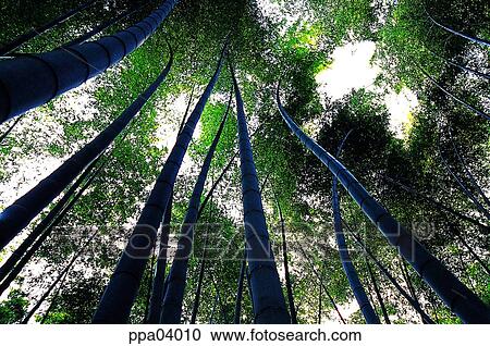 tree, bamboo, bamboo, bamboo wood, plants, nature View Large Photo Image Stock Image - tree, bamboo, bamboo, bamboo wood, plants, nature. Fotosearch