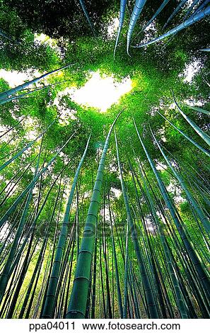 tree, bamboo, bamboo, bamboo wood, plants, upper part View Large Photo Image Stock Image - tree, bamboo, bamboo, bamboo wood, plants, upper part. Fotosearch