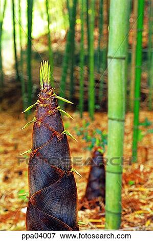 tree, bamboo, bamboo wood, bamboo and bamboo bud, bird bud, plants View Large Photo Image Stock Photo - tree, bamboo, bamboo wood, bamboo and bamboo bud, bird bud, plants. Fotosearch