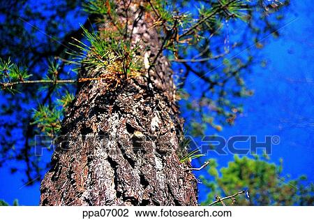 tree, bark, branch, pine, pine tree, pine needles View Large Photo Image Stock Image - tree, bark, branch, pine, pine tree, pine needles. Fotosearch