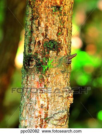 Stock Image - tree, bark, tree and bud, bud, bud, one part. Fotosearch