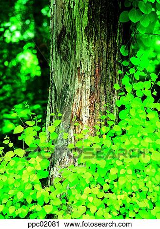 Stock Image - tree, bark, tree and glass, trunk, bud, plants. Fotosearch
