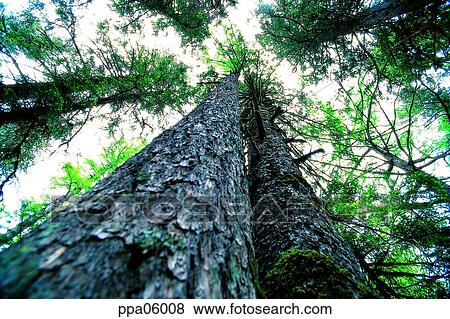 tree, bark, tree and some trees, several stumps, moss, forest View Large Photo Image Stock Photo - tree, bark, tree and some trees, several stumps, moss, forest. Fotosearch